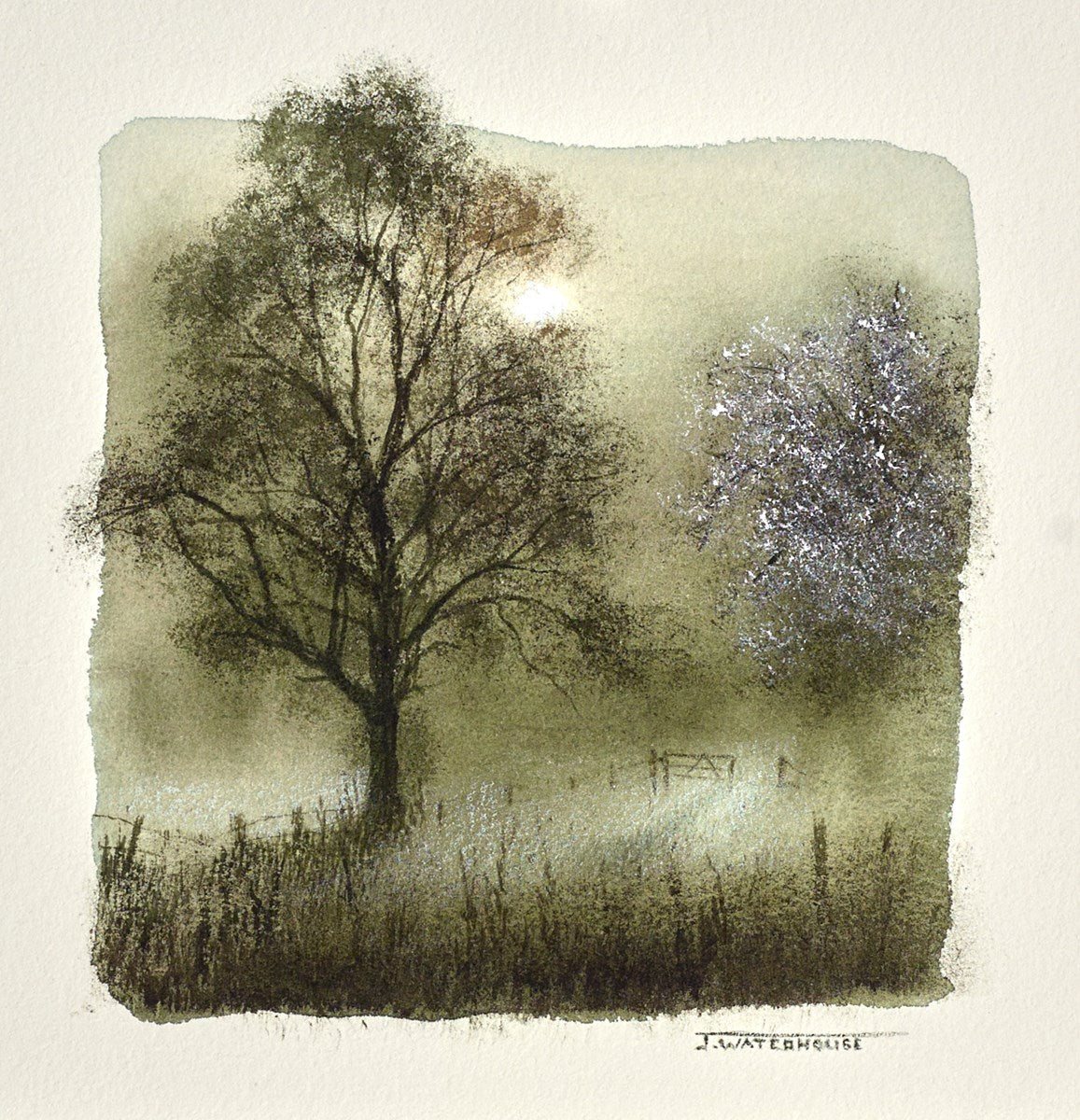 Hawthorn Blossom (Study)