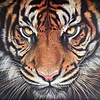 Tiger Demo