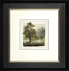 Hawthorn Blossom (Study) (Framed)