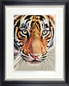 Tiger Eyes (Framed)