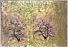 Eternal Garden (Framed)