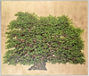 The Herman Oak (Framed)