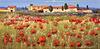 Campi di Rosso