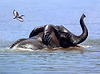 Ibis over the Chobe