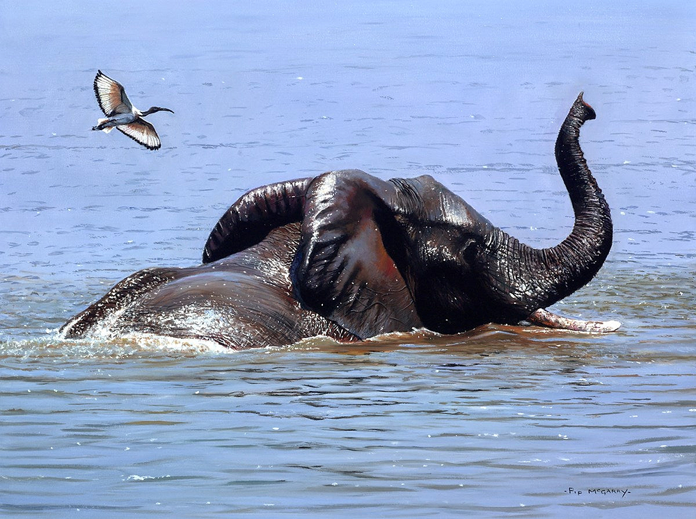 Ibis Over The Chobe