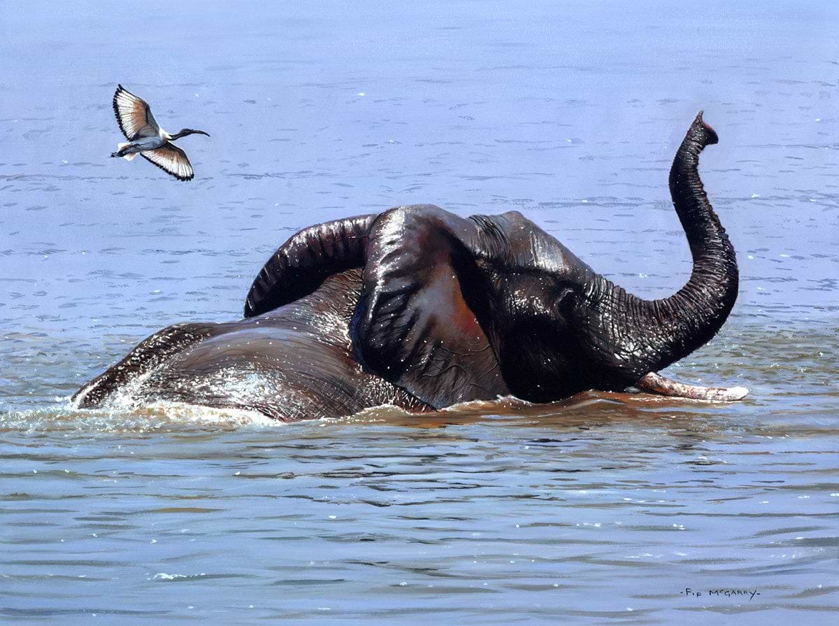 Ibis Over The Chobe