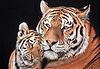 Tiger and Cub