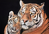 Tiger and Cub