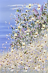 Coast In Bloom IV