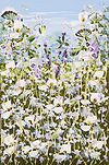 Meadow in Bloom III