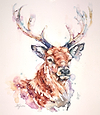 Noble Red Stag Head