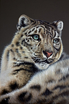 Leopard II