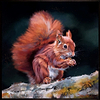 Bright Eyed and Bushy Tailed (Framed)