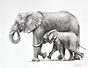 Elephants Happy Together