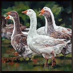 Gaggle of Geese (Framed)