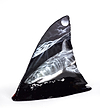 Shark Fin