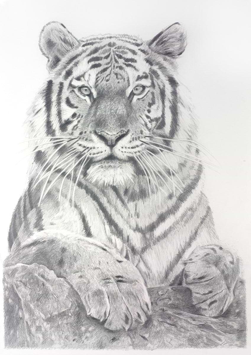 Tiger Study