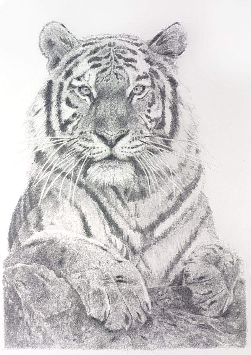 Tiger Study