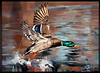 Flying Start (Framed)