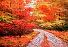 Irati en pleno Otoño