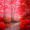Otoño y Niebla