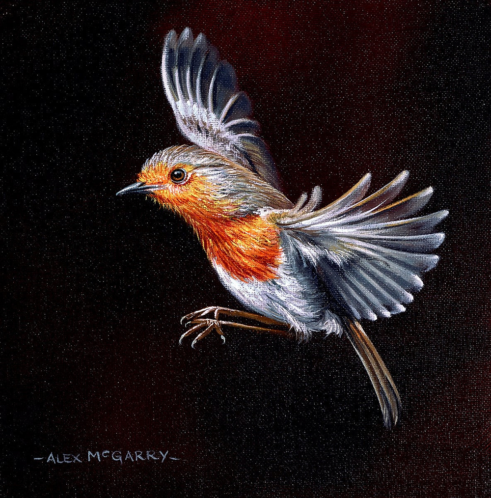 Robin In Flight