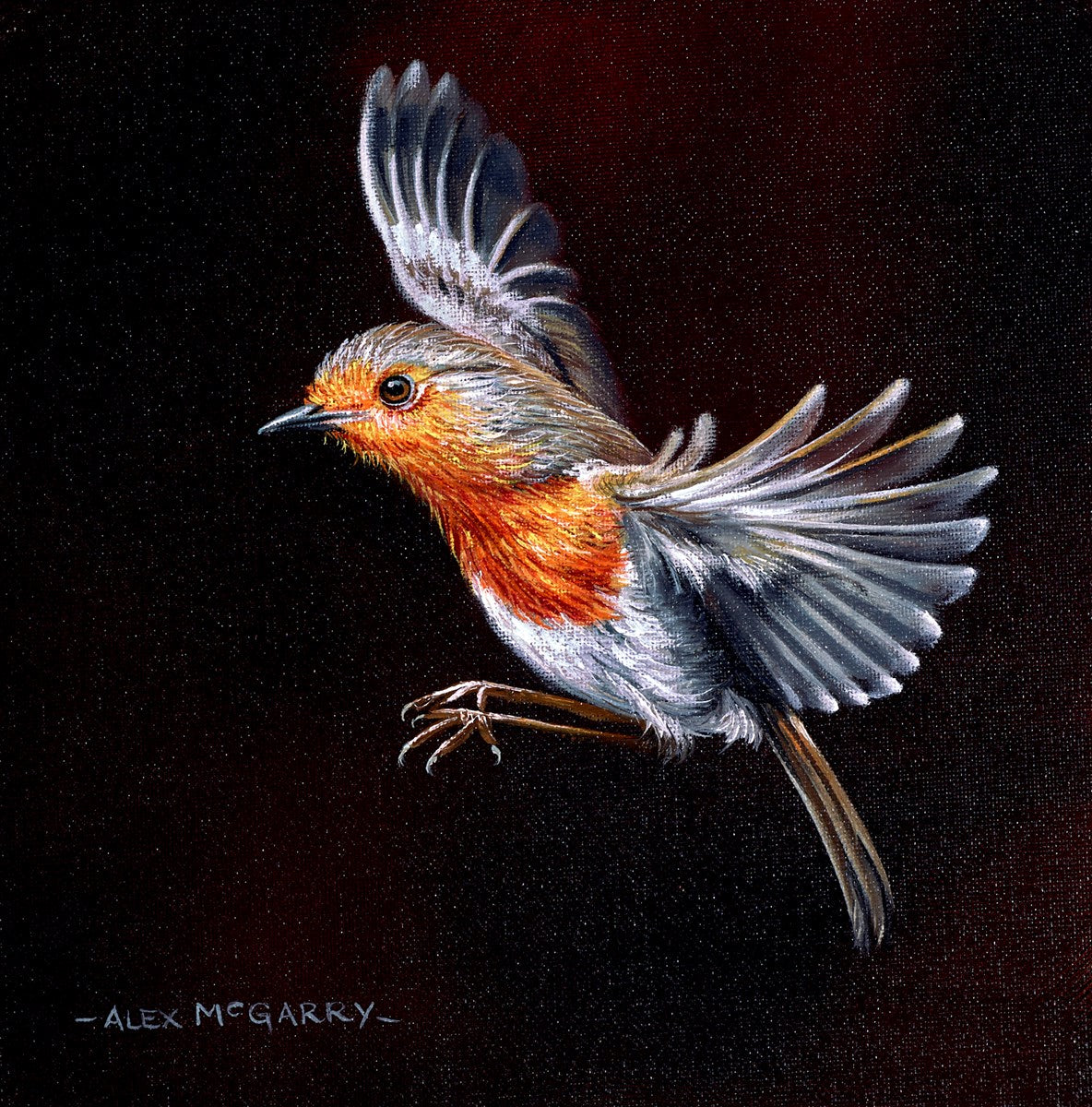 Robin In Flight