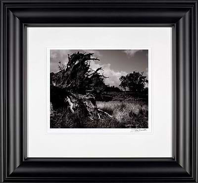 Becky in Uprooted Tree, 1984 (Framed)
