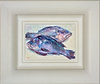 Black Seabass (Framed)