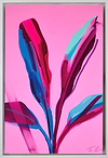 Abyssinian Pink Banana (Framed)