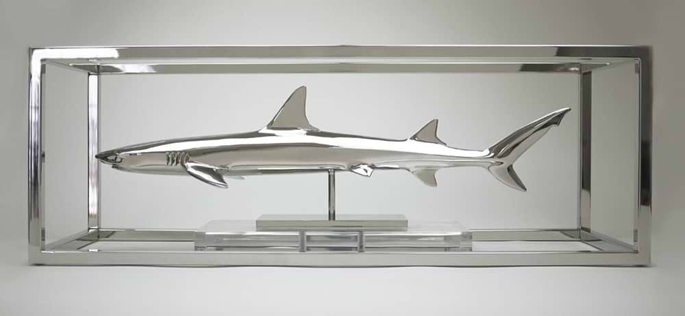 White Tip Reef Shark