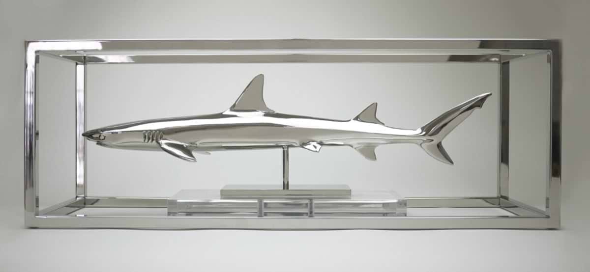 White Tip Reef Shark