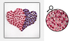 Butterly heart II