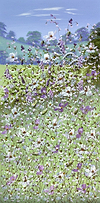 Meadow In Summer III