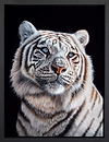 Blue Eyed Gaze (Framed)