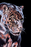 Panther Prowling
