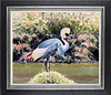 Crowned Crane (Framed)