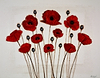 Red Poppies II