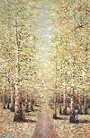 Summertime Forest
