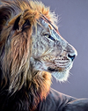 Wild and Proud