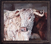 British Longhorn II