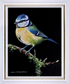 Bluetit V (Framed)