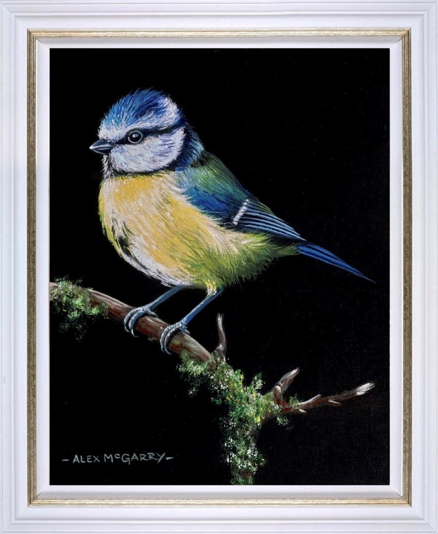 Bluetit V