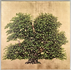 The Troubadour Oak (Framed)