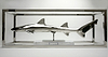 Leopard Shark