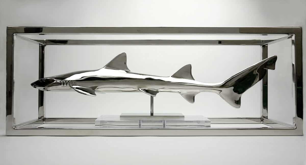 Leopard Shark