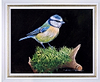 Blue Tit (Framed)