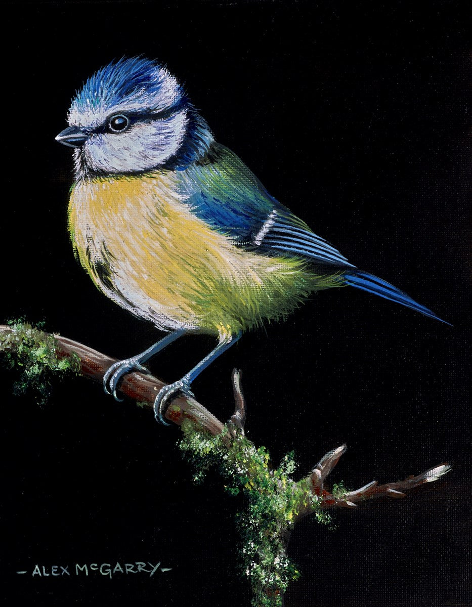 Bluetit V