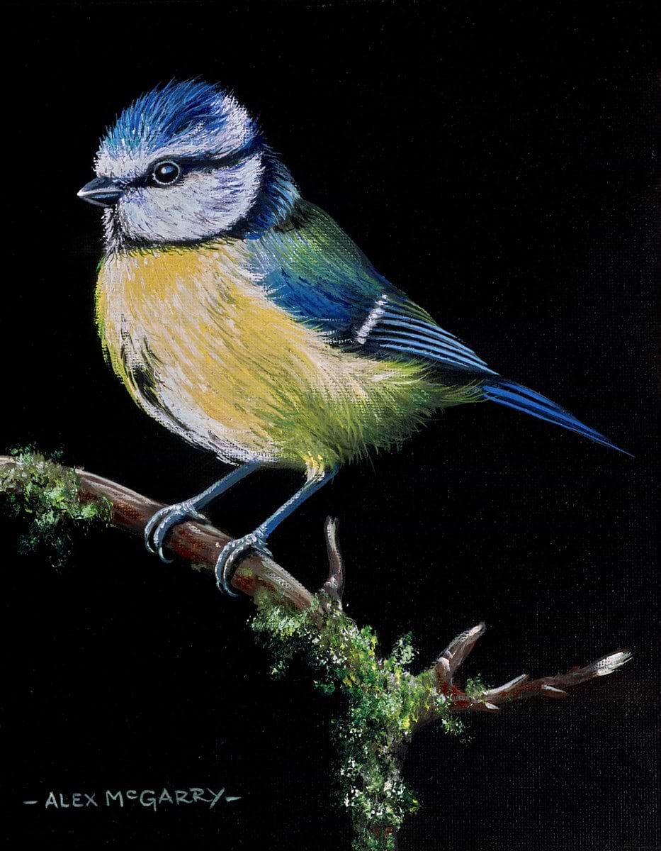 Bluetit V