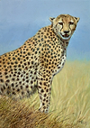 Cheetah III